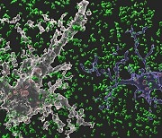 삼성 지원 연구팀, 자폐증·치매 치료 실마리 알아냈다