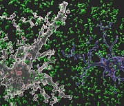 뇌의 기능·기억력 유지 원리는..KAIST, 뇌 기능 '별아교세포'서 답 찾아