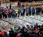 [한 컷] 새해 첫 고등어 경매