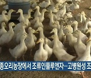 부안 종오리농장에서 조류인플루엔자..고병원성 조사