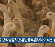 음성 오리농장서 조류인플루엔자 바이러스 검출