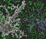 삼성이 지원한 카이스트 교수팀, '뇌 기억 유지 방식' 규명