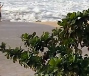 하와이에서 여성 덮친 4.5m 파도.. 지켜보던 서핑선수가 살렸다