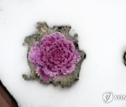 겨울에 핀 꽃양배추