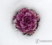 차디찬 눈 녹인 꽃양배추