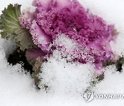 눈 녹인 꽃양배추