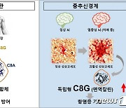 경북대 의대 연구팀, 뇌염증 완화 C8-감마 역할 규명