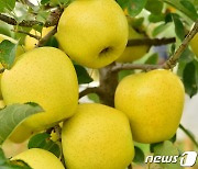 장성 '황금사과' 맛 비밀은? ..2배 높은 비타민C·사과산