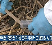 서울 우이천·중랑천 야생 조류 사체서 고병원성 AI 검출