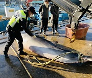 '바다의 로또?' 밍크고래, 고성 앞바다서 그물에 걸려 죽은채 발견
