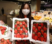 [머니S포토] 광주신세계 "제철 과일 딸기 납시오!"