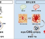 뇌염증 단백질 C8-감마 역할 규명..치매 치료 기대
