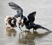 배고픈 물닭