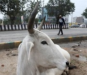 INDIA COW ONLINE EXAMINATION