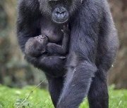 Britain Gorilla Baby