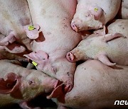 伊마피아, 40대 여성 살해 후 시신 돼지 먹이로 줬다