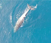 [영상] 그물에 갇힌지 2주째..'밍크고래를 살려주세요'