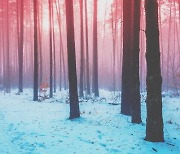 [삶과 문화] 겨울 숲에서의 환상경험