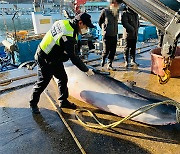 Minke whale found dead in fishing net off Korean coast