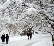 '가지 사이사이 눈 쌓인 내장산국립공원'
