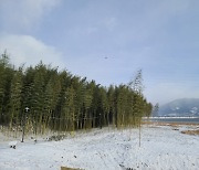 [모이] 하얀 눈이 내린 구례 섬진강 대나무 숲길