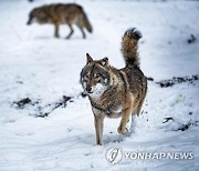 러시아 농부, 개 습격해 죽인 야생 늑대 맨손으로 때려잡아