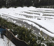 강원농기원, 최강 한파 속 농작물 철저한 관리 당부