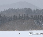 폭설 속 제주 노루들