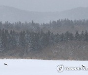 폭설 속 제주 노루들