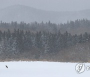 폭설 속 제주 노루들