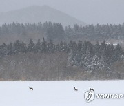 폭설 속 제주 노루들