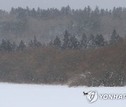 폭설 속 제주 노루들