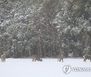 폭설 속 제주 노루들