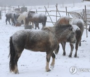 '북극발 한파 제주 강타'..항공기 81편 결항·여객선 전면 통제(종합)