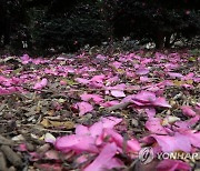 떨어진 애기동백 꽃잎