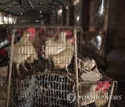 INDIA AVIAN FLU