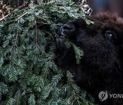 GERMANY ANIMAL CHRISTMAS