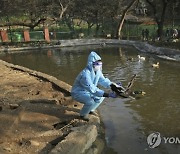 India Bird Flu