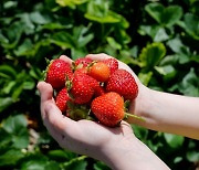 딸기를 먹으면 생기는 몸의 변화