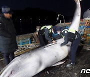 '바다 로또'..그물에 걸린 길이 5m 밍크고래 6250만원에 위판