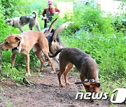 "맹견보험이요?".. 의무화 요구에 콧방귀 뀌는 '보험사'