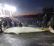 새해 첫 밍크고래 발견.. 영덕서 6250만원에 위판