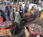 [강원 고성소식] 지난해 어획량·어획고 소폭 증가