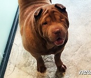 [가족의 발견(犬)]번식장서 구조된 샤페이의 '백만불짜리 윙크'