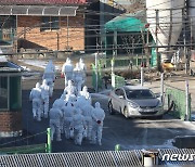 김포·진주 가금농가 고병원성 AI 확진..올 겨울 확진농가 총 50곳
