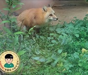 [슬기로운 동물원 생활] 청주동물원의 불청객 붉은여우 구출작전