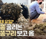 5000만원 걸어도 못찾았다..멸종돼 해외입양해온 소똥구리