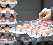 국내 농장 고병원성 AI 이미 50건, '금달걀' 한판 가격 무려..