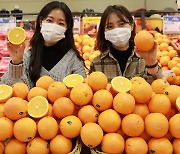 롯데마트, 올 첫 출하된 고당도 오렌지 20톤 수입