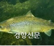 대서양연어, 상반기 중 '생태계 위해 우려 생물' 지정